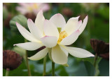 L134_Lotus.jpg