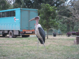 Marabou Stork wandering through Fishermans Camp.