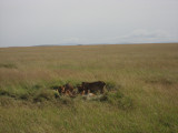 Pride of lions chowing down on a zebra.