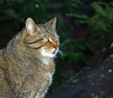 M gatto selvatico.jpg