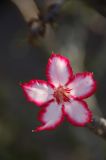 Impala Lily