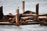 PIER 39 - San Francisco.