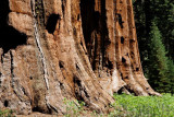 Giant Sequoia (yosemite)