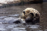 sea otter (loutre de mer)