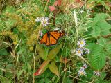 092806-N-0821 Monarch butterflies were still around all week.JPG