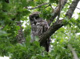 Great Grey Owl, Lappuggla. Strix nebulosa