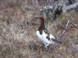 Willow Ptarmigan, Dalripa, Lagopus lagopus