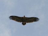 Eurasian Black Vulture, Grågam, Aegypius monachus