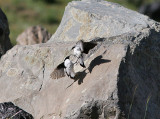 Finsch's Wheater, Finschstenskvätta, Oenanthe finschii