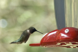 Humming Bird