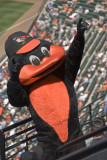 The Bird