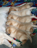 4-1/2 Weeks old... we dont all fit at the milk bar at once anymore!