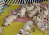 Sssshhhhh... puppies are sleeping!