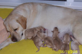 Sunshine catching up on some sleep the day after whelping.