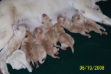 The 8 precious bundles!!