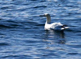 Gannet