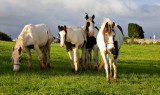 Horses for Sale