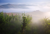 Tuscan Vineyard