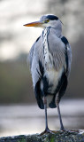 Grey Heron Perched