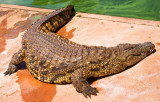 Adult