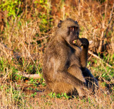 Baboon