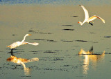 Dueling Great White Egrets