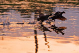 Waterhen Dispute