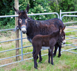 Mare & Foal