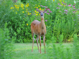 Whitetail doe1.jpg