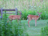 2 Fawns.JPG