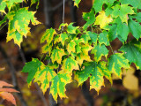 Sugar maple09