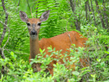 White-tailed deer1.jpg