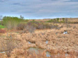 Prairie wetlands - <br>early Spring