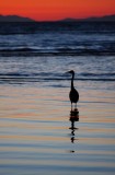 Great egret