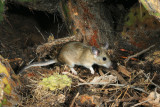 White-throated woodrat