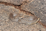 Twinspotted Rattlesnake.jpg