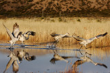 Sandhill Crane