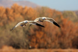 Snow Goose