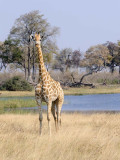 Giraffe Looking at Us.jpg