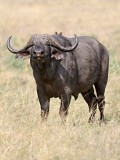 Cape Buffalo Bull.jpg