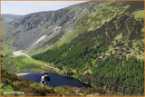  IRELAND - CO.WICKLOW - GLENDALOUGH - VIEW OVER THE UPPER LAKE FROM THE SPINK TRAIL