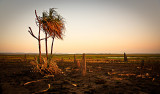 Sand Palms at Dusk