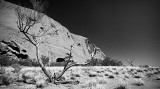 Uluru and Dead Tree