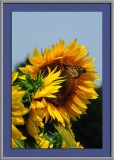 Sunflower BF 1