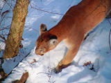 Hungry Cat.jpg(275)