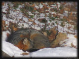 Sleeping Red Fox.jpg(247)