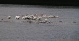 pelicans on the Mighty Mississippi.jpg(207)