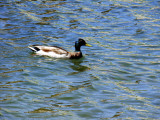 DSC00035.JPG(181)