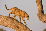 Cheetah_9695.jpg