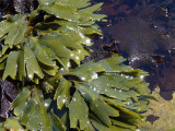 Green Seaweed Fingers